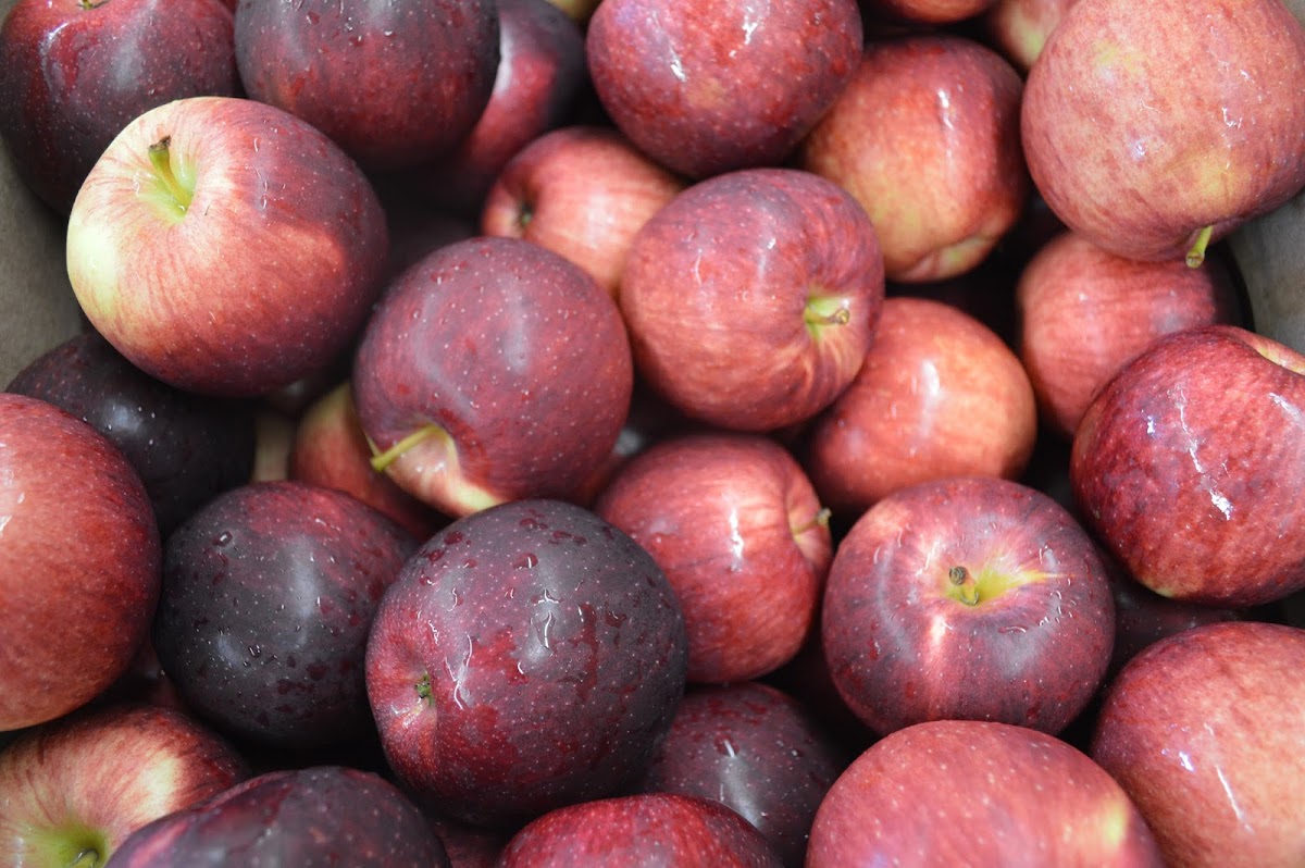 The Apple Shed